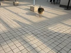 -东方时尚驾校(总部)