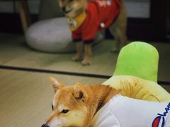 -逗柴咖啡屋·狗咖猫咖宠物桌游