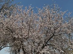 -桃花堤公园