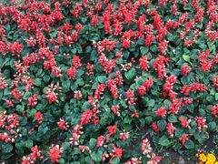 -中央广播电视总台(光华路办公区)