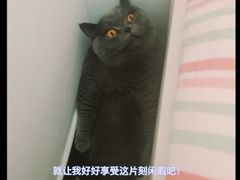 -纳吉亚猫专科动物医院·北北分院