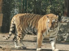 -上海野生动物园老虎餐厅