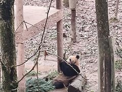-中国大熊猫保护研究中心雅安碧峰峡基地