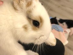 -浣熊柯尔鸭土拨鼠·电玩咖