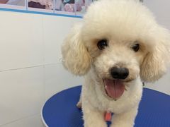 -袖虎宠物(岭南新世界店)