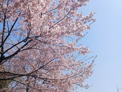-顾村公园