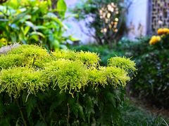 -杭州植物园