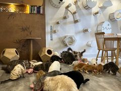 -楼上猫咖(罗湖店)