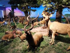 -国家自然博物馆