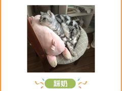 -半岛宠物医院24小时(科华中路店)