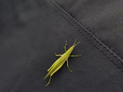 -豪客来牛排(汕头东厦100店)