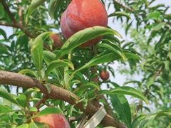 -水果e家(南城店)