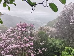 -梧桐山风景名胜区