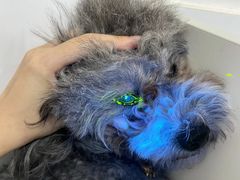 -拜鲁耶动物诊疗中心·宠家动物医院