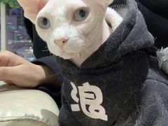 -藏猫猫咖啡主题馆(中央大道店)