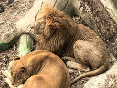 -大连森林动物园