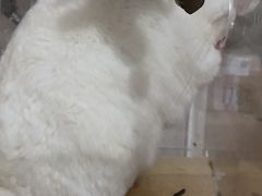 -乐友嘉宠物诊疗中心