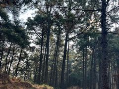 -树山生态村
