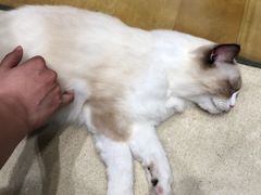 -藏猫猫咖啡主题馆(中央大道店)