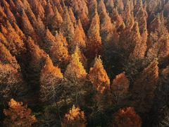 -黄海国家森林公园