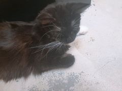 -猫色咖啡·猫咖