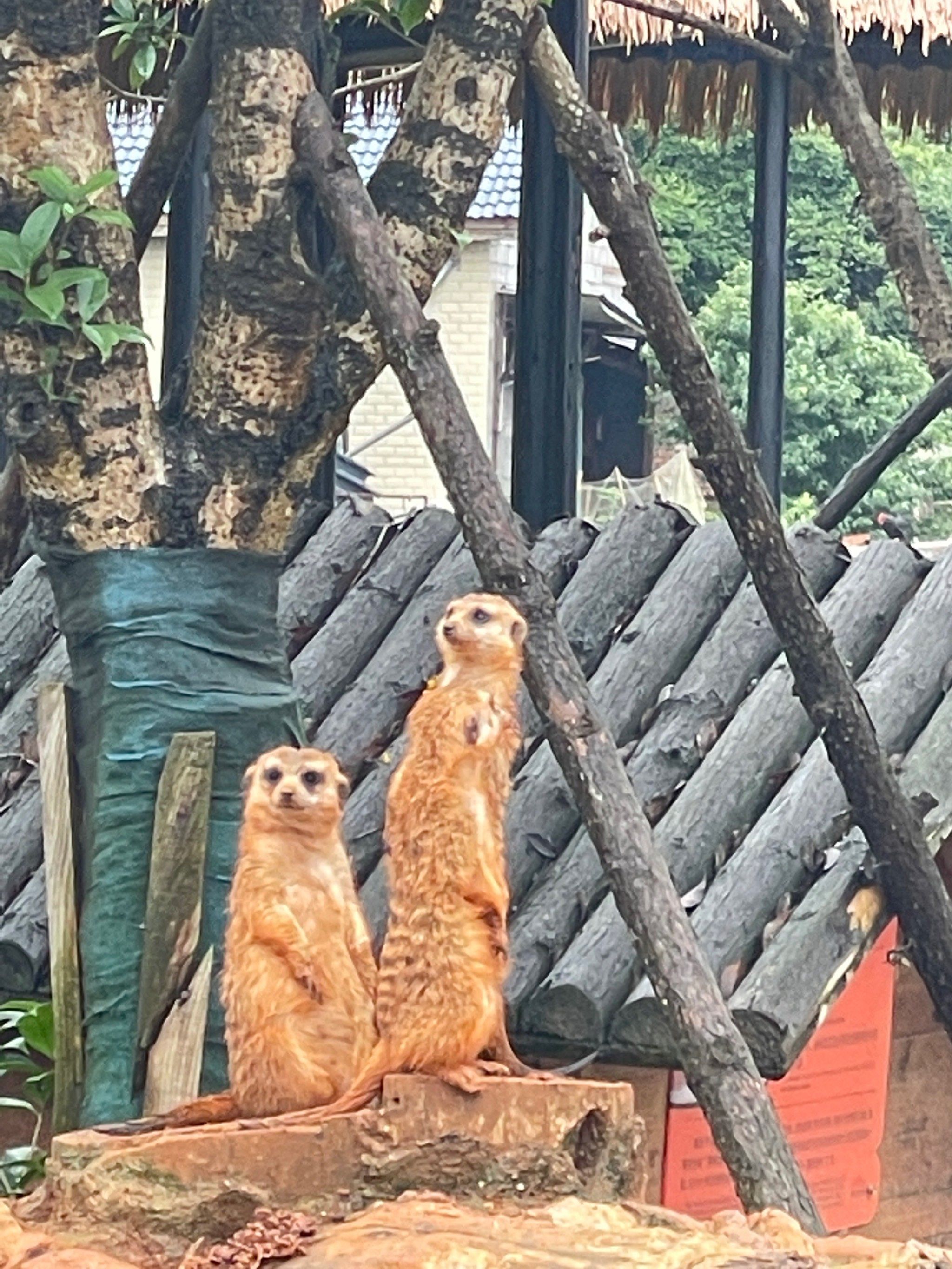 是什么动力让我一拖挑战高温游玩常德动物园[困]