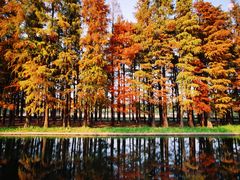 -上海共青森林公园