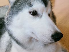 -Husky Go! 哈士奇体验馆·宠物咖啡厅狗咖