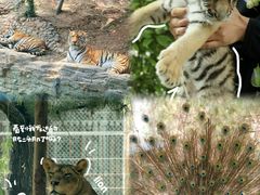 -五龙山野生动物王国