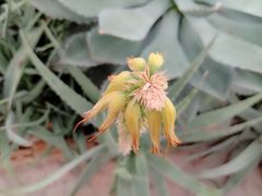 -北京植物园-展览温室