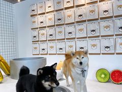 -柴务处·柴犬主题狗咖