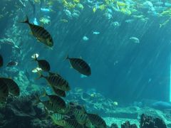 -海棠湾洲际-涛·海底餐厅·美人鱼·自助餐·海底隧道