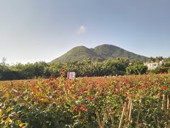 -亚龙湾国际玫瑰谷