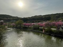 -苏州上方山国家森林公园