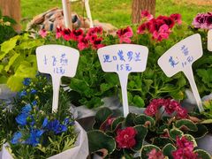 -莲花池公园