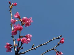 -天适樱花悠乐园