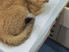-博特宠物医院24h犬猫全科.骨科·异宠
