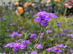 -上海山野camping·户外天幕烧烤·团建拓展营地