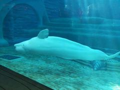 -亚特兰蒂斯•OSSIANO奥西亚诺海底餐厅