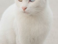 -西园寺