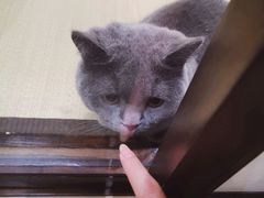 -逗柴咖啡屋·狗咖猫咖宠物桌游
