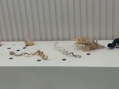 -青岛贝壳博物馆
