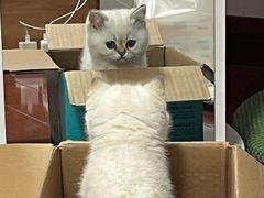 -欣宠猫屋·矮脚拿破仑·蓝金金渐层