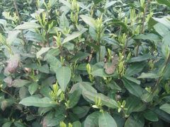 加顺土特产（溧阳板栗合作社）-加顺农场餐厅