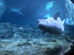 -珠海长隆海洋王国