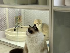 -喵的天空名猫咖啡馆·撸猫·猫舍·用品