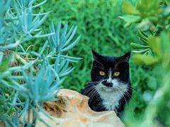 -国家植物园南园