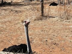 -沈阳森林动物园