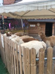 -萌宠亲子动物乐园(槐房万达店)