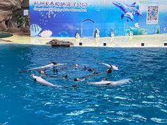 -杭州长乔极地海洋公园